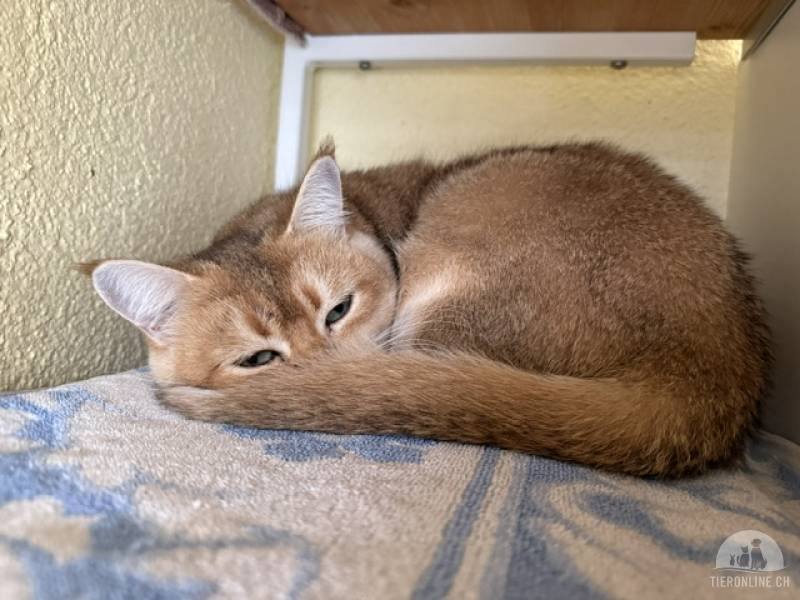 Katzen Schweiz