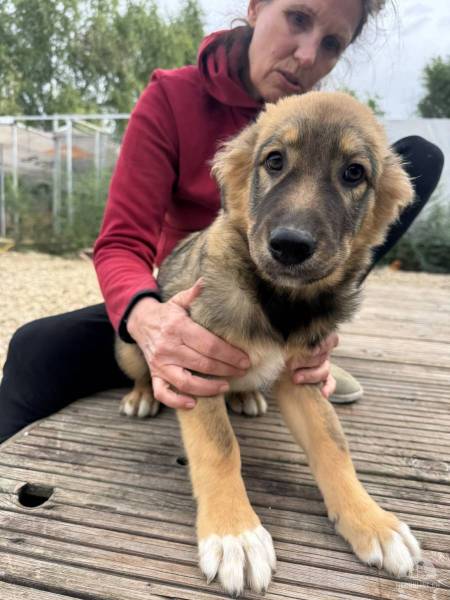 Hunde Ausland