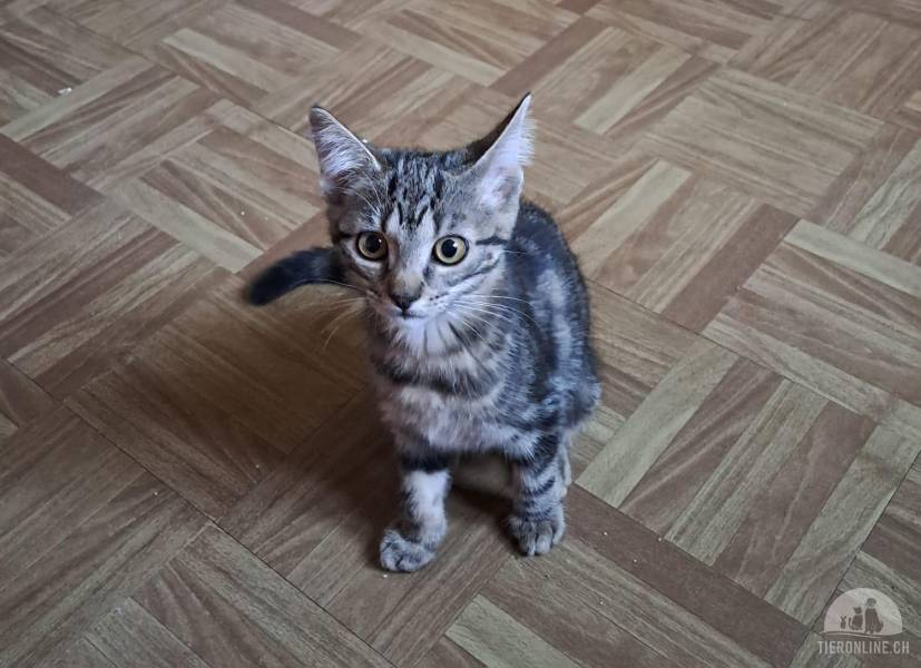 Katzen Ausland