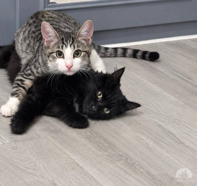 Katzen Ausland