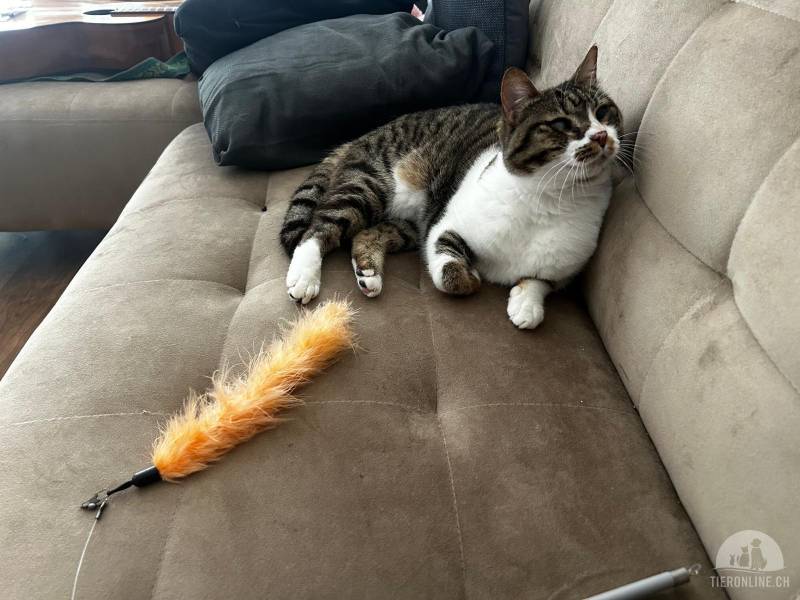 Katzen Schweiz