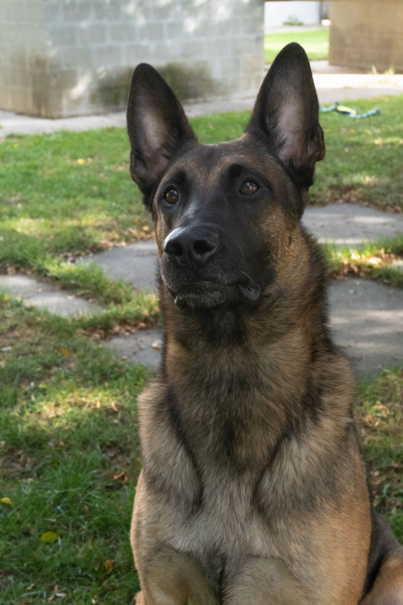 Koda, Malinois – Hund zur Adoption in Volketswil (ZH)