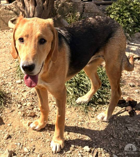 Hunde Ausland