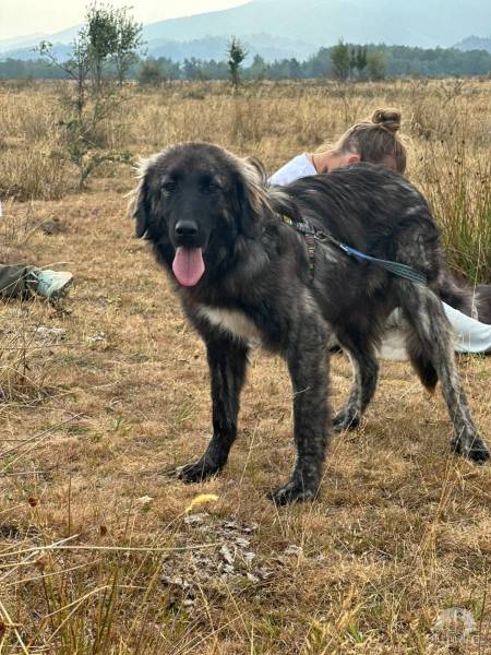 Hunde Ausland