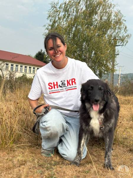 Hunde Ausland