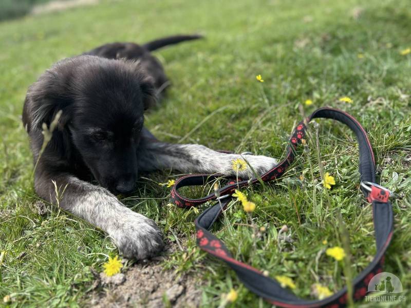 Hunde Ausland