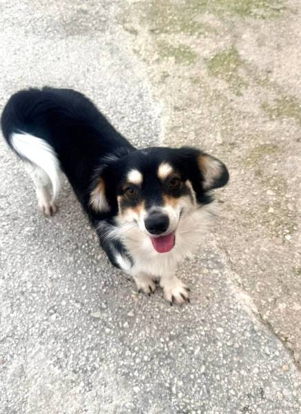 Hunde Ausland