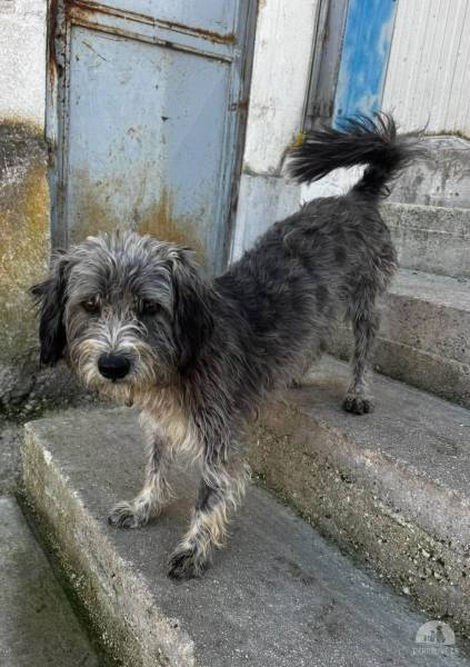 Hunde Ausland