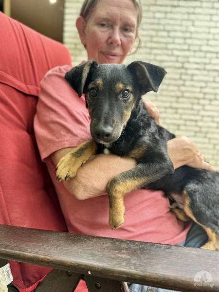 Hunde Ausland