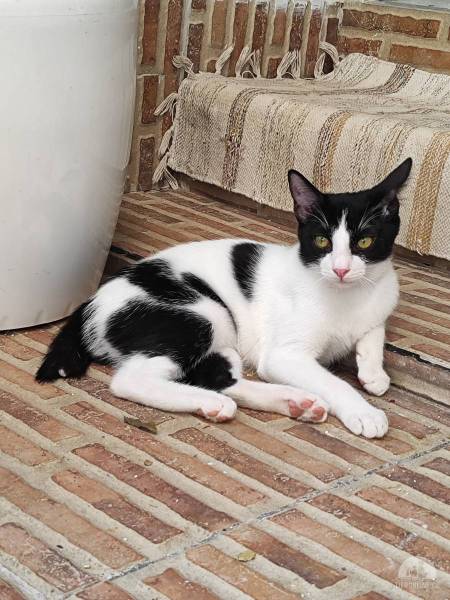 Katzen Ausland