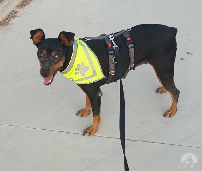 Hunde Deutschland