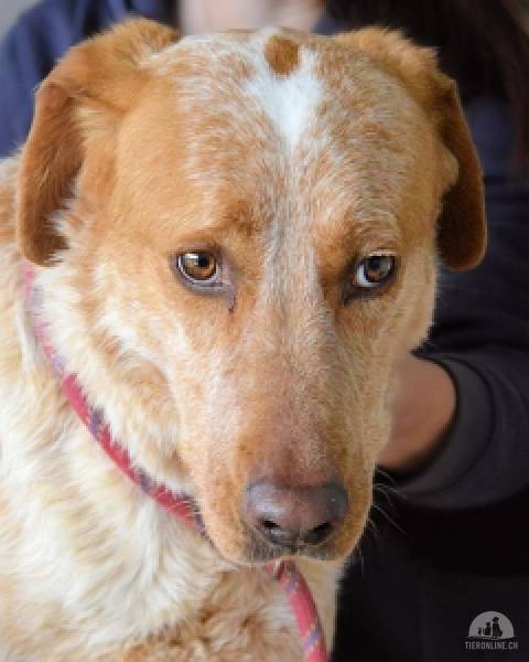 Hunde Ausland