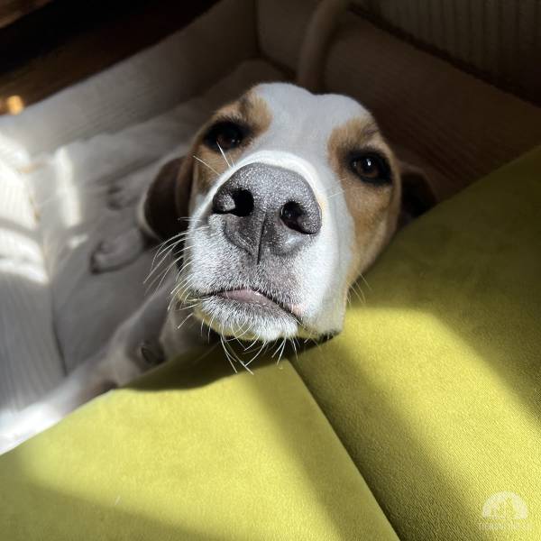 Hunde Schweiz