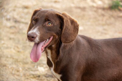 Wolof, Podenco-Bracke-Mix – Hund zur Adoption im Kanton Appenzell Ausserrhoden