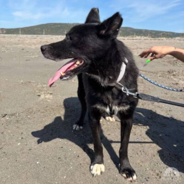 Hunde Ausland