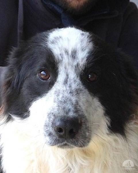 Hunde Ausland
