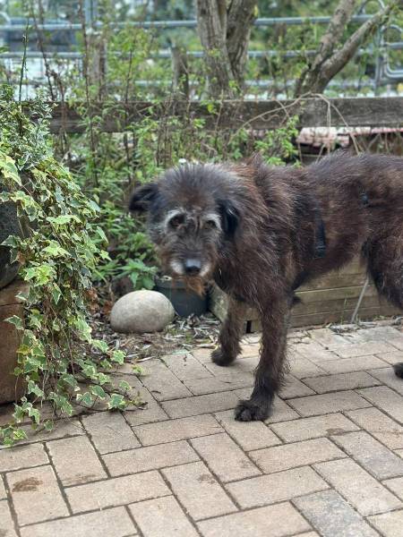 Hunde Ausland
