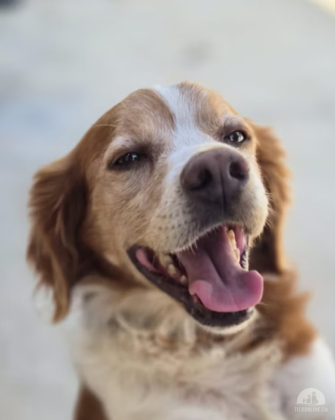 Hunde Ausland