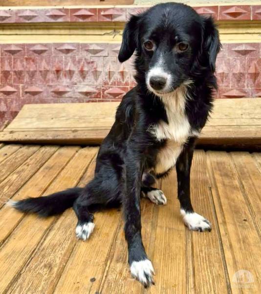 Hunde Ausland