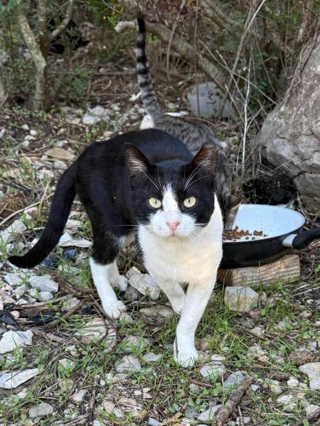 Katzen Ausland