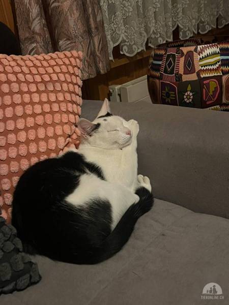 Katzen Deutschland