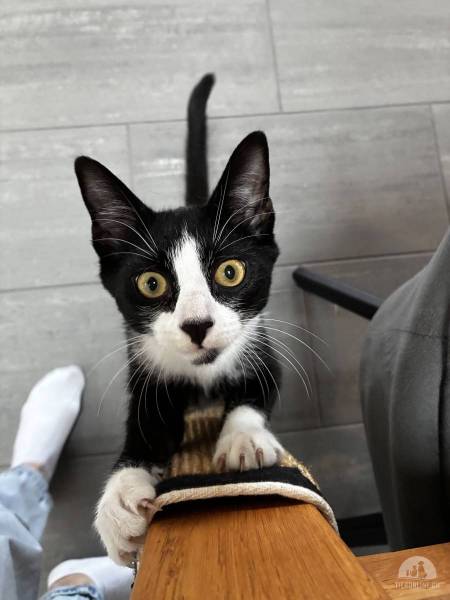 Katzen Schweiz