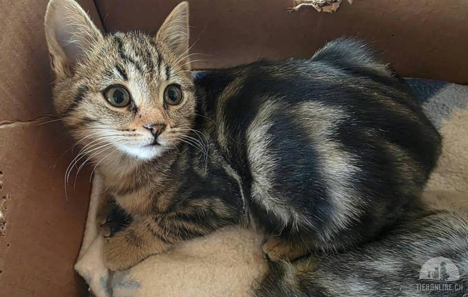 Katzen Ausland