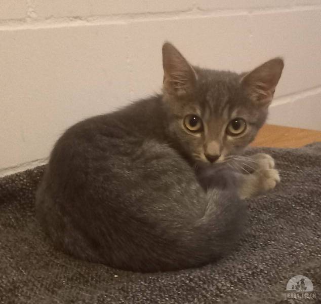 Katzen Schweiz