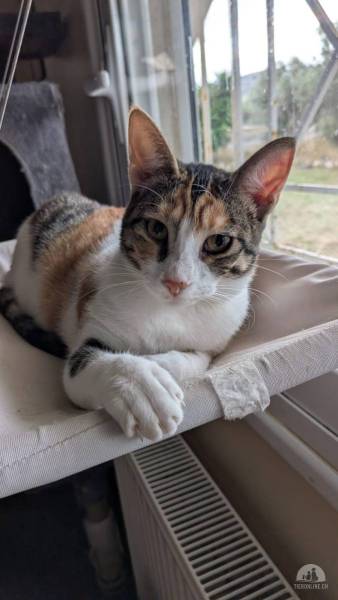 Katzen Ausland