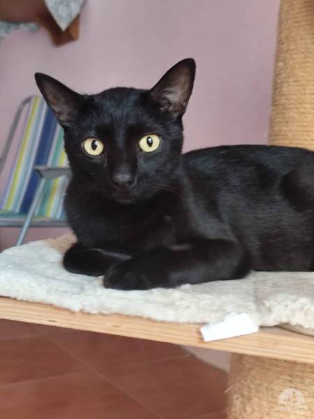 Katzen Ausland