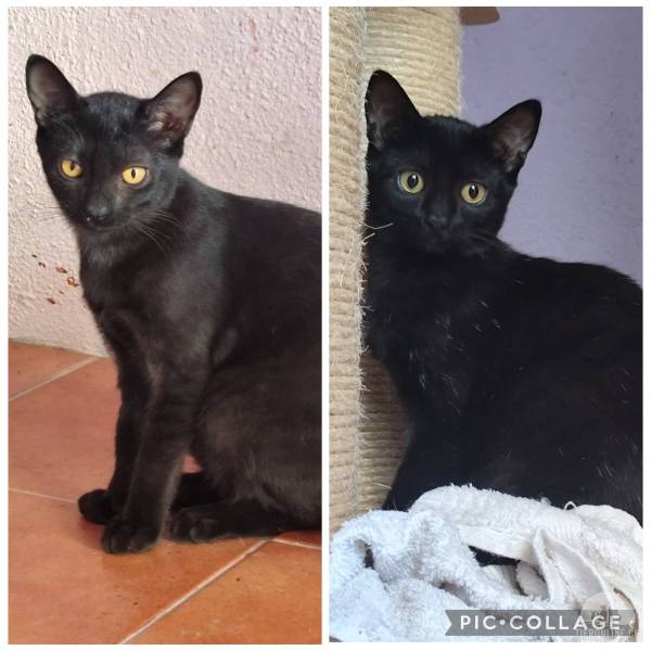 Katzen Ausland