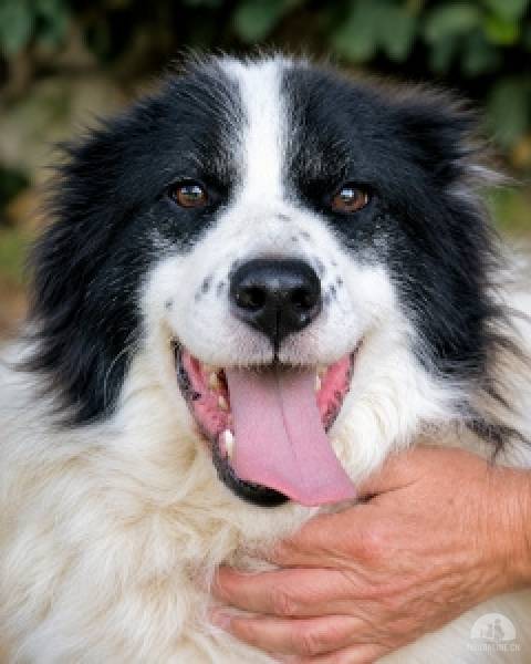 Hunde Ausland