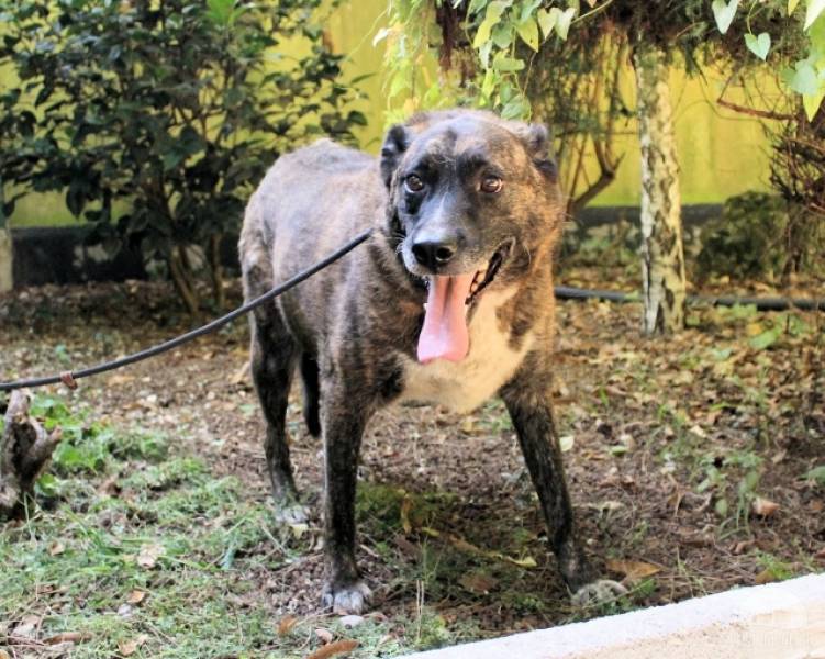 Hunde Ausland