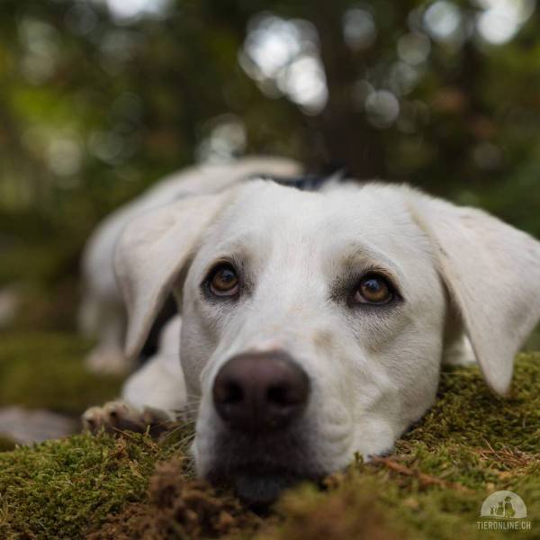 Hunde Schweiz