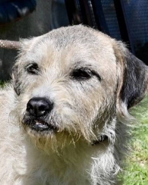 Hunde Ausland