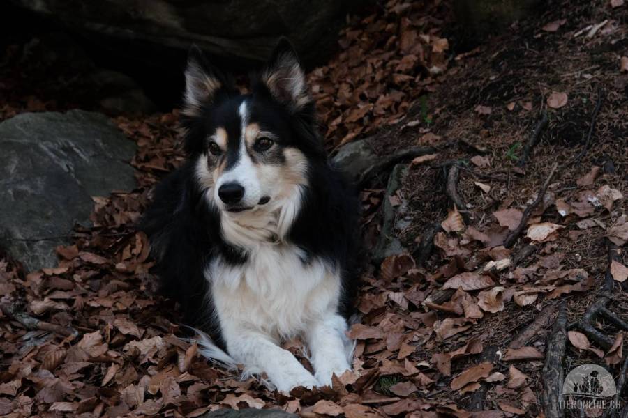 Hunde Schweiz