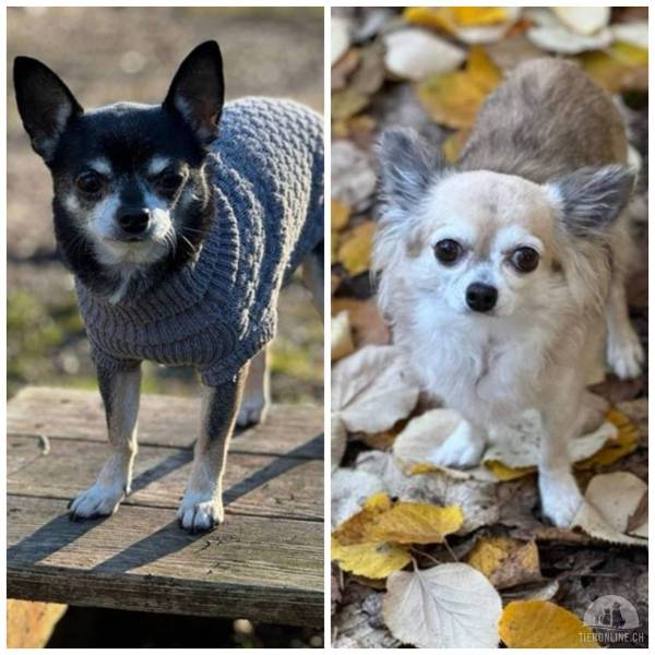 Hunde Schweiz
