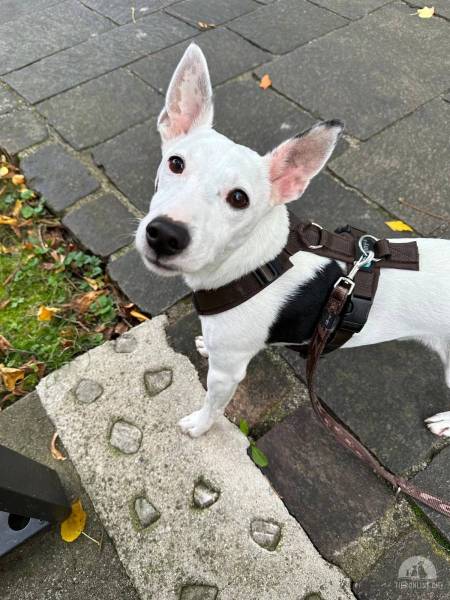 Hunde Schweiz