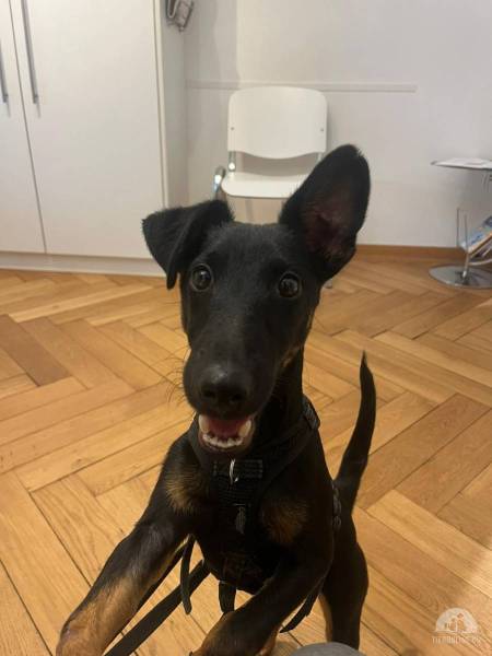 Hunde Schweiz