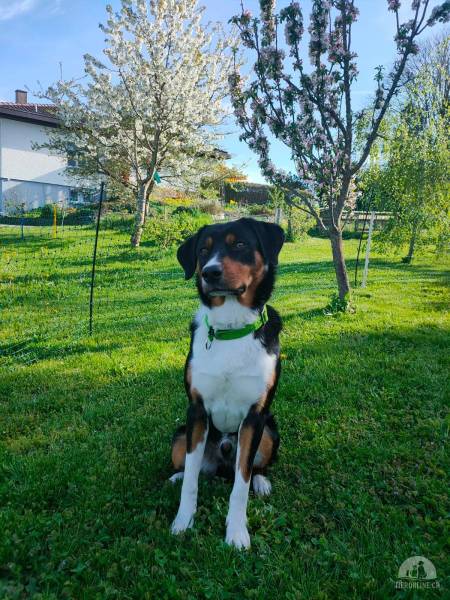 Hunde Schweiz