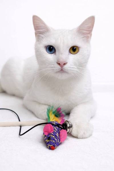 Katzen Schweiz