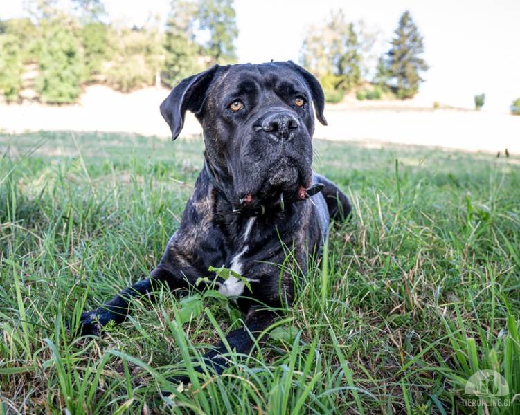 Hunde Schweiz