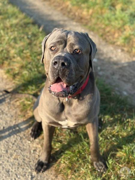 Hunde Schweiz