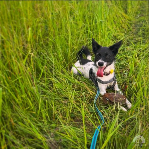 Hunde Schweiz