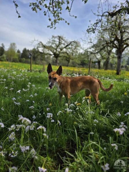 Hunde Schweiz