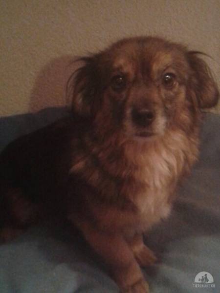 Hunde Schweiz
