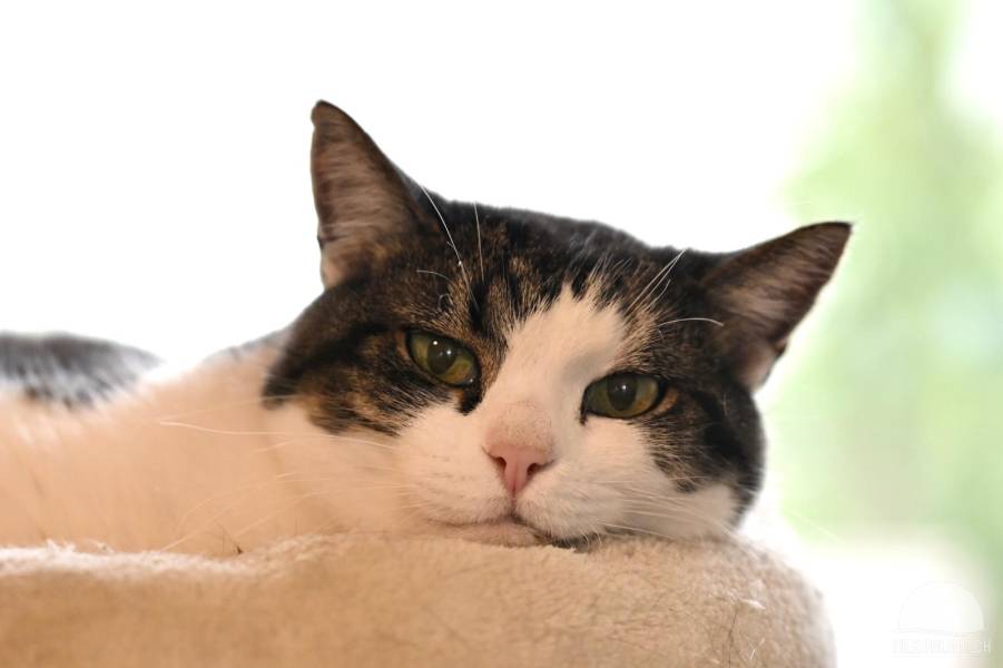 Schmusekater Ari sucht seinen neuen Menschen