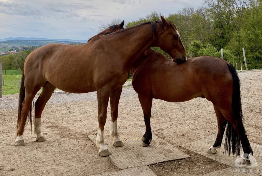 Pferde und Ponys
