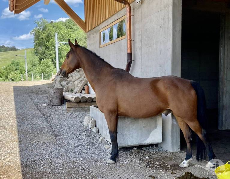 Pferde und Ponys