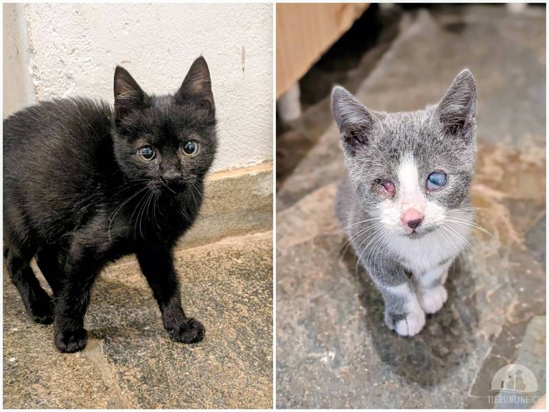 Katzen Ausland
